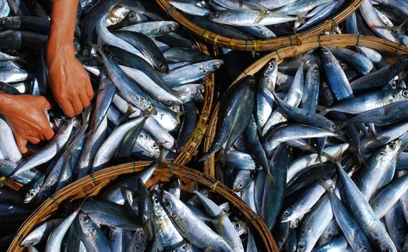 Sorting fish