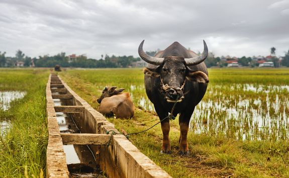 Water buffalo in Hoi An
