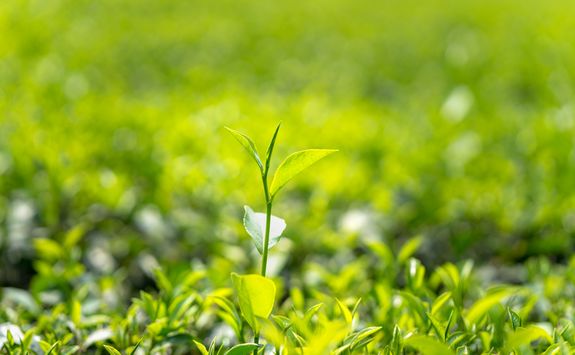Tea Plantation