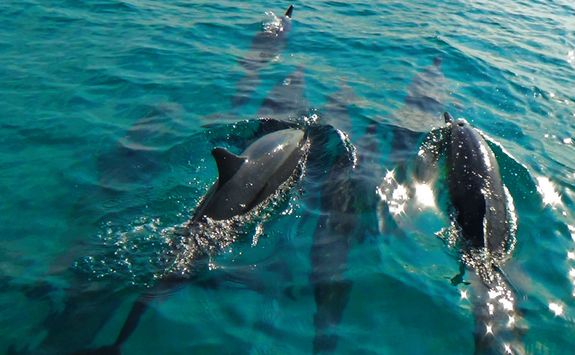 Dolphins swimming