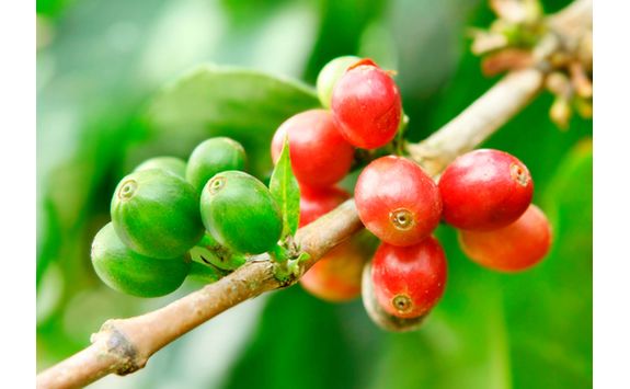 Coffee Fruit