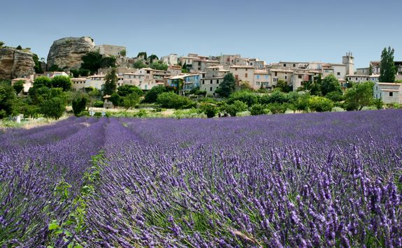 Lavender Field