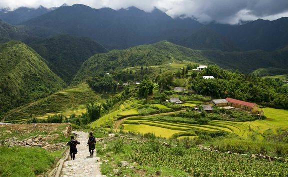 Sapa rice fields