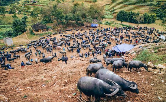 Agriculture market in Sapa