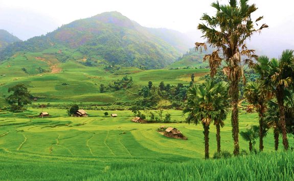 Rice fields around Sapa