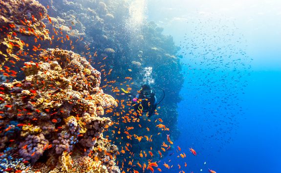 Diving with coral