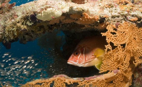 Soft coral