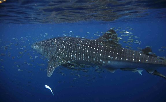 Whale shark in the Maldives