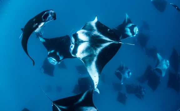 Baa atoll manta rays