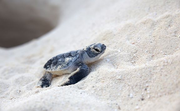baby turtle on a beach