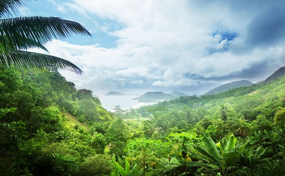 mahe tropical jungle