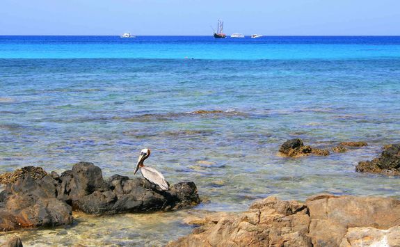 Pelican on a rock