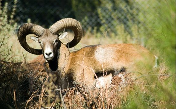 Mouflon in the Mountains
