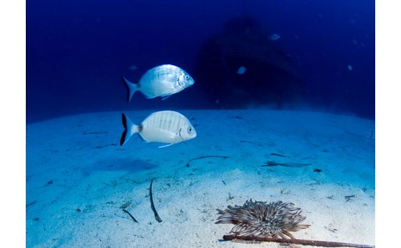 Maltese marine life