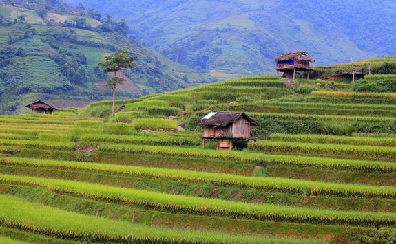 rice field
