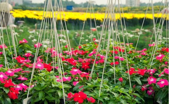 ho chi minh flowers