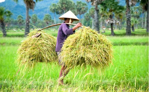 rice harvester
