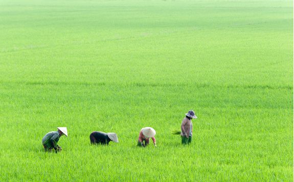 rice workers chau doc