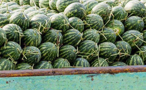 watermelon cai rang