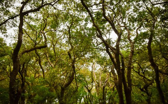tonle sap lake mangrove