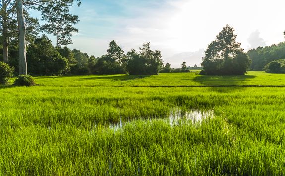 angkor rice paddies
