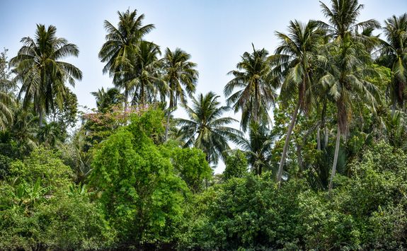 coconut trees mekong river