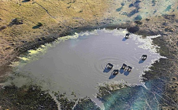 Elephants at watering hole