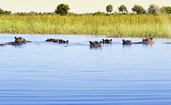 Hippos in the water