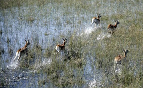 Red Lechwer running through water