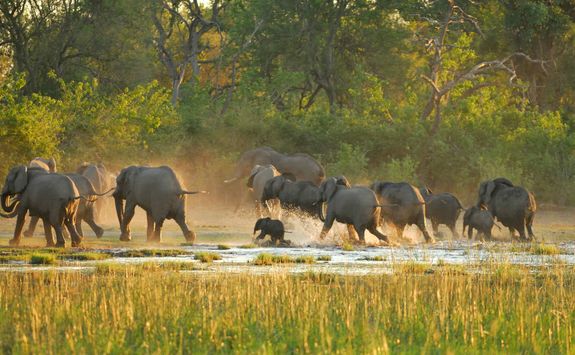 Elephants in the Okavango Delta