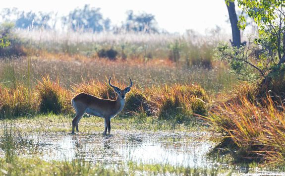 Lechwe in Botswana