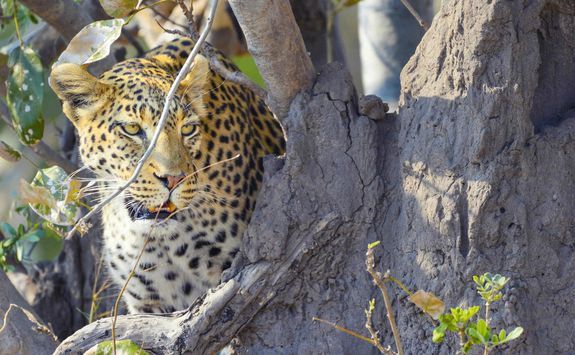 Leopard in a tree
