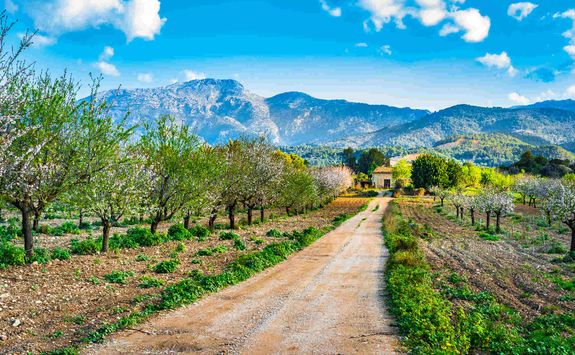 Mallorcan countryside