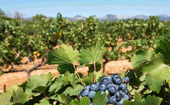 Grapes in vineyard, Mallorca