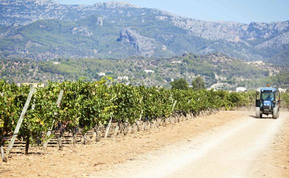 Mallorcan vineyard