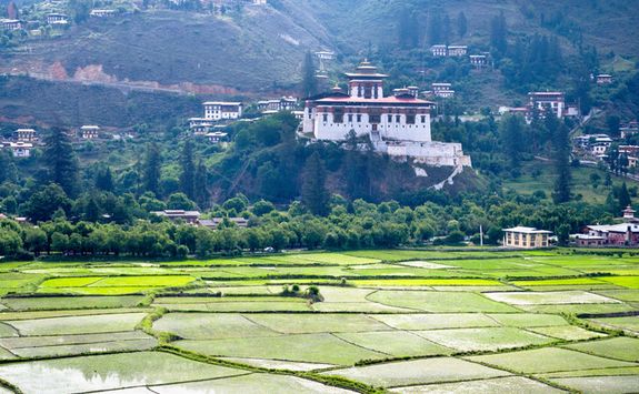Rice paddy, Paro Dzong