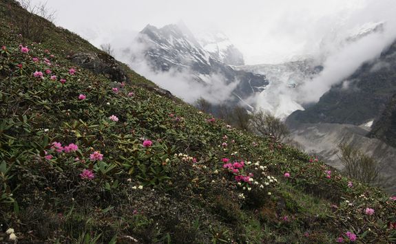 Rhododendrons, Bhutan