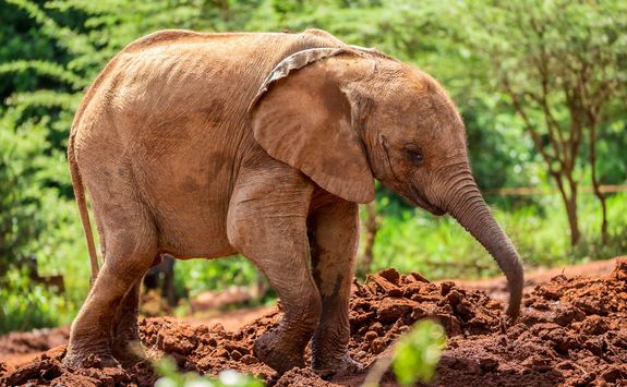 Baby elephant