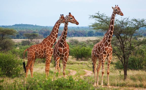 Three giraffes