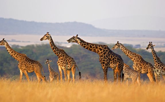 Giraffe walking