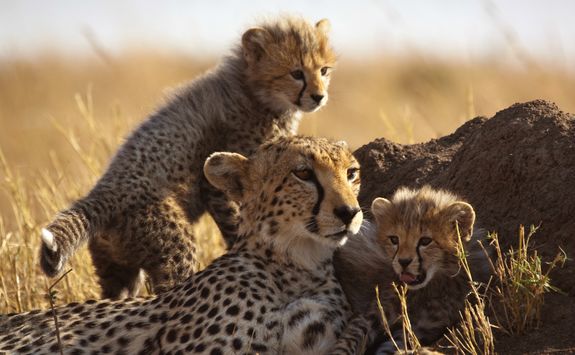 Cheetah family