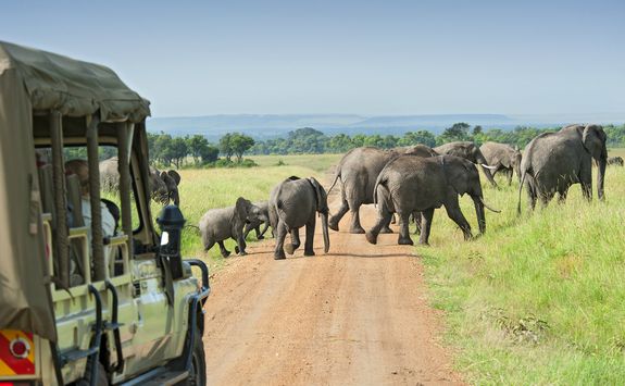 Elephants crossing road