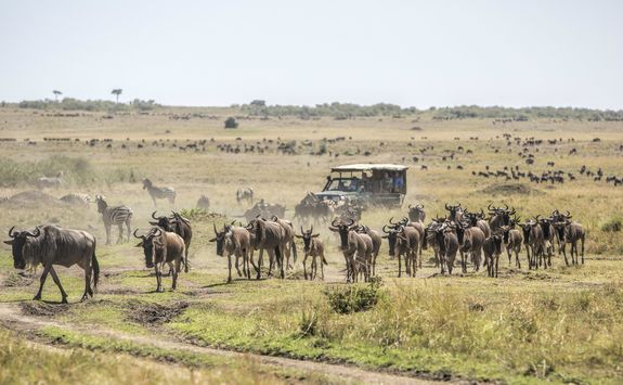 Wildebeest and safari vehicle