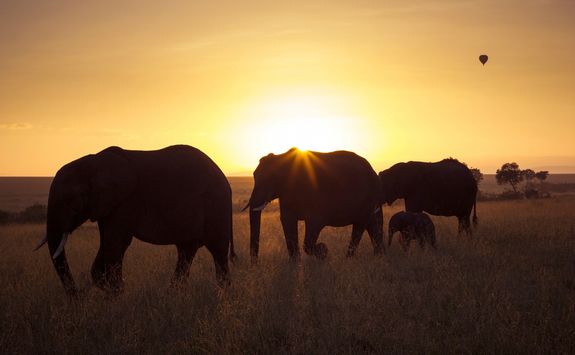 Elephants at sunset