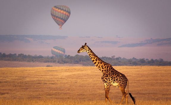 Giraffe at sunset
