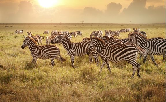 Zebra at sunset