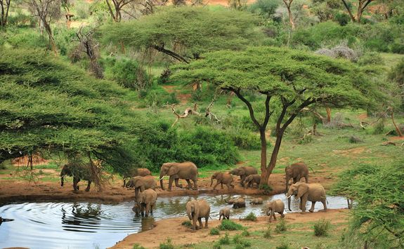 Laikipia elephants