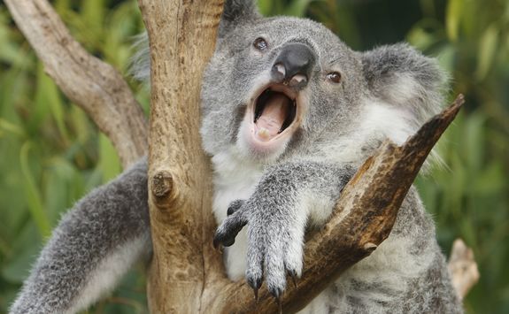 koala