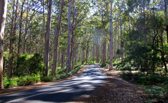 a eucalyptus forest