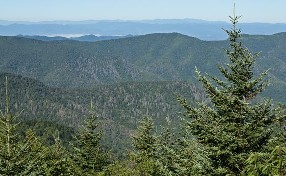 mount mitchell
